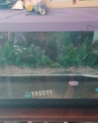 Aquario 100lt