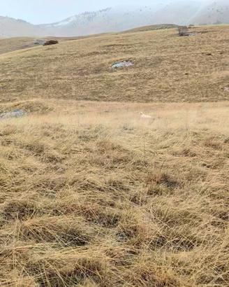 Setter da montagna beccacce