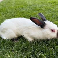 Conigli californiani