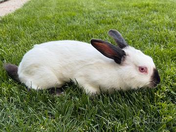 Conigli californiani