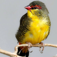 Bengalino ventre arancio