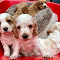 Cuccioli cocker spaniel