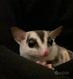 Petauro dello zucchero