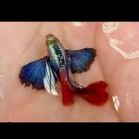 Splendidi Guppy Dumbo Red Tail puri