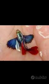 Splendidi Guppy Dumbo Red Tail puri