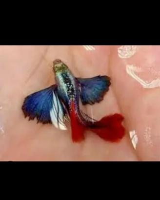 Splendidi Guppy Dumbo Red Tail puri