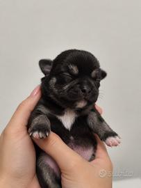 Chihuahua femmina nera - Pedigree ENCI