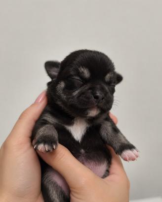 Chihuahua femmina nera - Pedigree ENCI