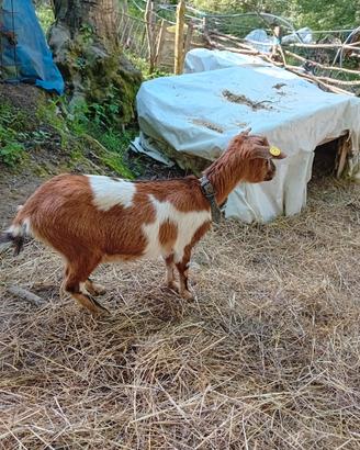 Capre nane le piu' piccole mai viste