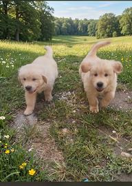 cuccioli Golden retriever alta genealogia 