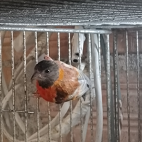 Cardinalino del venezuela