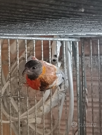 Cardinalino del venezuela