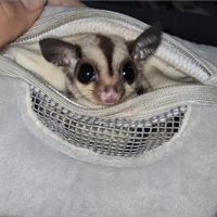 Petauro dello zucchero