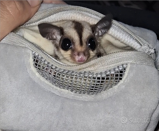 Petauro dello zucchero