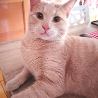 Elio micio rosso di 10 mesi
