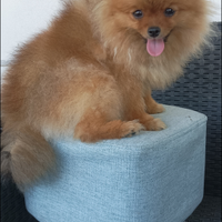 Spitz pomeriana