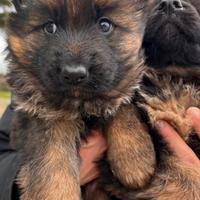 Cucciolo di pastore tedesco