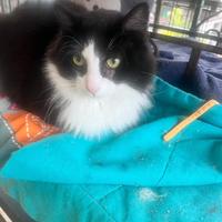 Sansone gatto 20 mesi