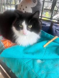 Sansone gatto 20 mesi