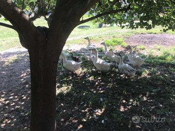 Le oche sono wunderbar,beautiful