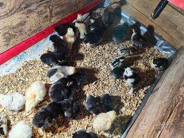 Pulcini marans onagadori cocincina brahma spagnola