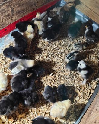 Pulcini marans onagadori cocincina brahma spagnola