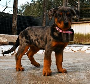Cucciola BEAUCERON femmina arlecchino
