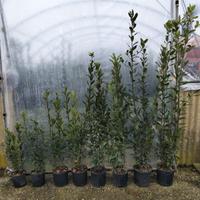 alloro e photinia 