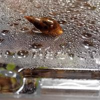 Lumache acquario/laghetto lymnea stagnalis