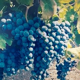 Vendemmiatore Addetto Vendemmia