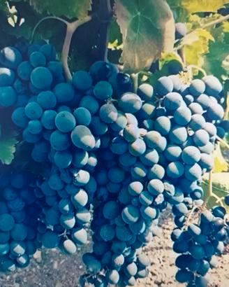 Vendemmiatore Addetto Vendemmia