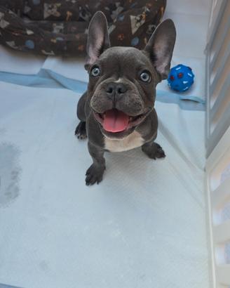 Bulldog francese