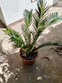 Cycas Revoluta in vaso 