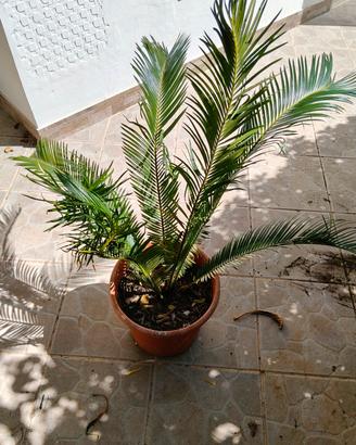 Cycas Revoluta in vaso 