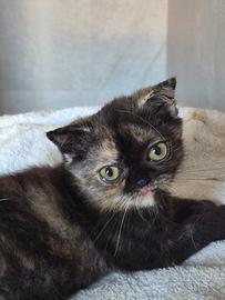 gattina scottish fold