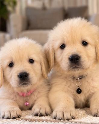 Golden Retriever con pedigree - allevamento