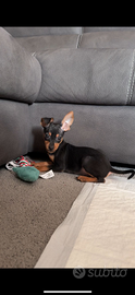 Pinscher nani