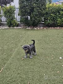 Schnauzer nano