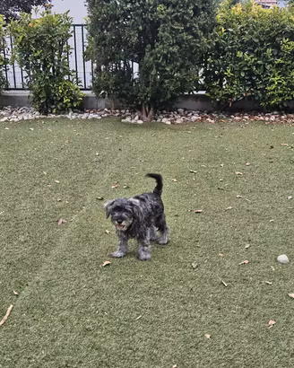 Schnauzer nano