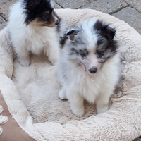 Pastore shetland il mini lassie in miniatura