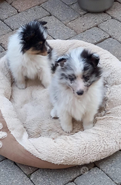 Pastore shetland il mini lassie in miniatura