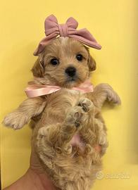 Cuccioli di Maltipoo