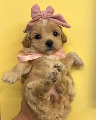 Cuccioli di Maltipoo