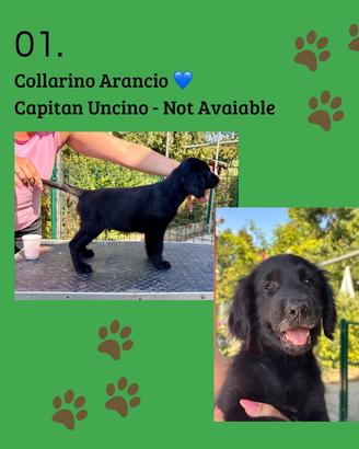Cuccioli Flat Coated Retriever