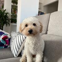 Cane Maltipoo maschio per accoppiamento