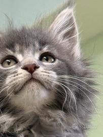 Maine coon xxl pedigree alta genealogia