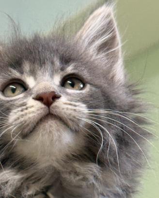 Maine coon xxl pedigree alta genealogia