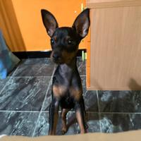 Pinscher