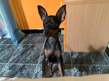 Pinscher