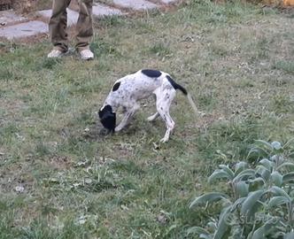 Cucciolo da tartufo